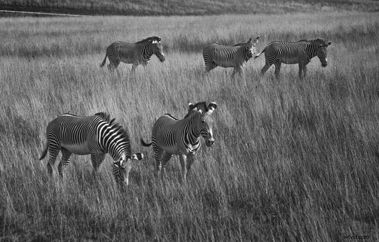 Expert Tips for Captivating Black & White Wildlife Photography