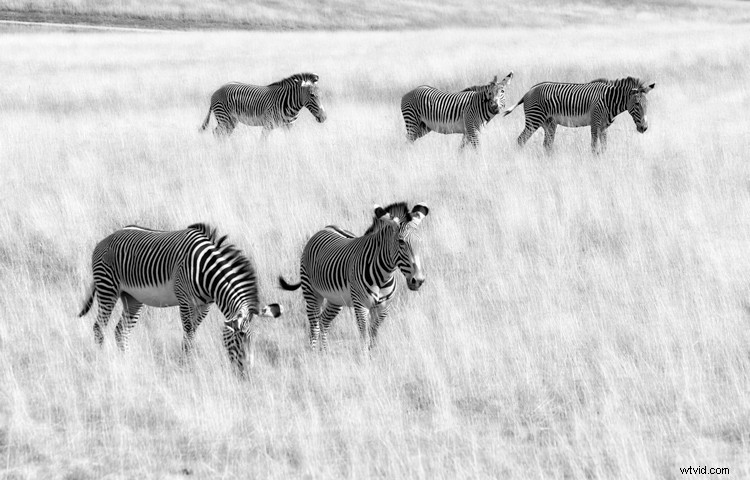 Expert Tips for Captivating Black & White Wildlife Photography