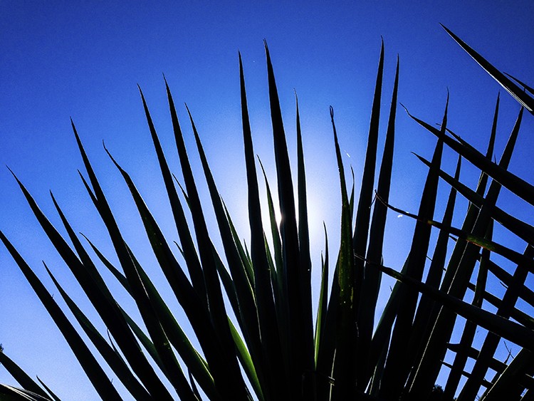 Elevate Your Photography: Pro Tips for Mastering Smartphone Camera Skills