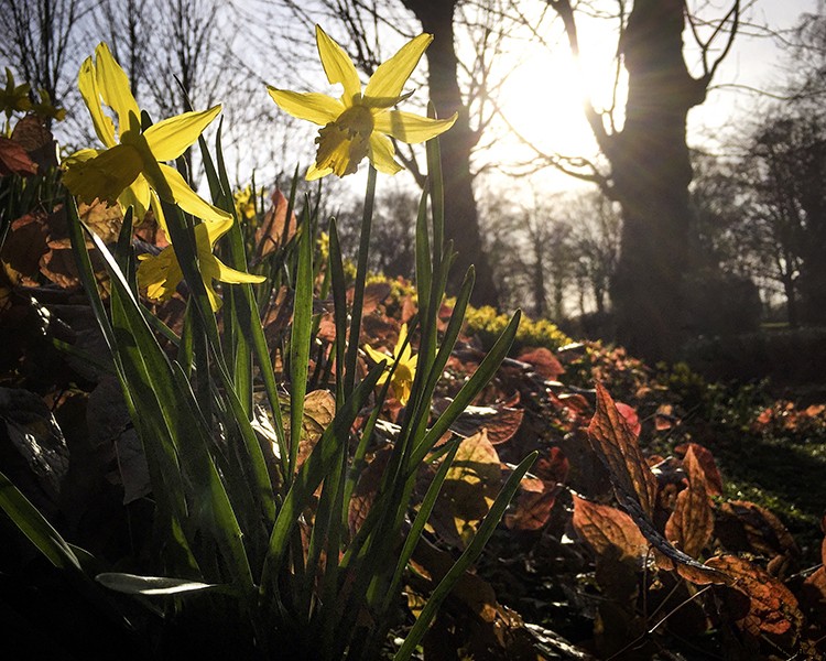 Elevate Your Photography: Pro Tips for Mastering Smartphone Camera Skills