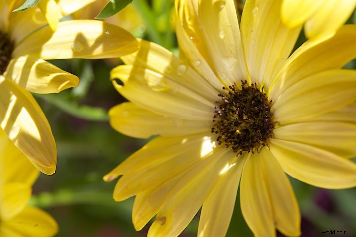 Master Flower Photography: Using Reflectors & Diffusers for Stunning Lighting