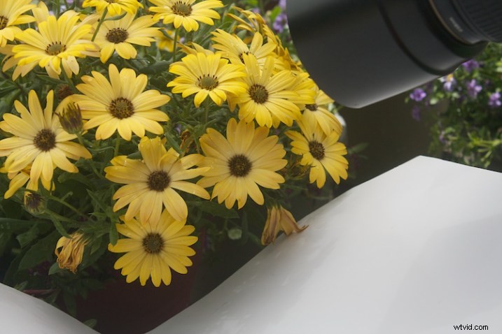 Master Flower Photography: Using Reflectors & Diffusers for Stunning Lighting