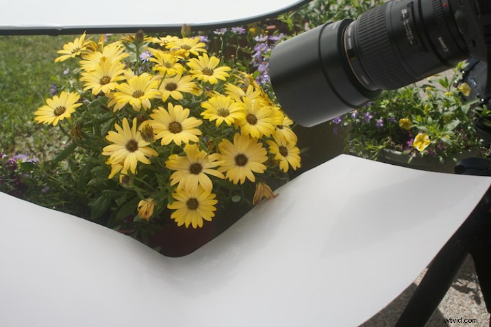 Master Flower Photography: Using Reflectors & Diffusers for Stunning Lighting