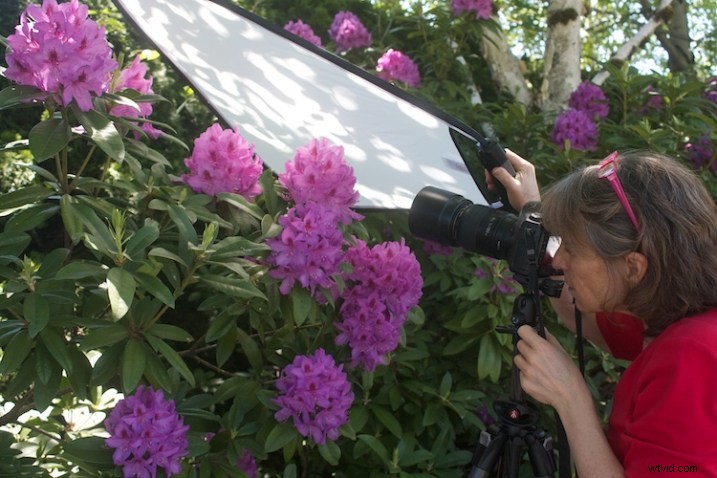 Master Flower Photography: Using Reflectors & Diffusers for Stunning Lighting