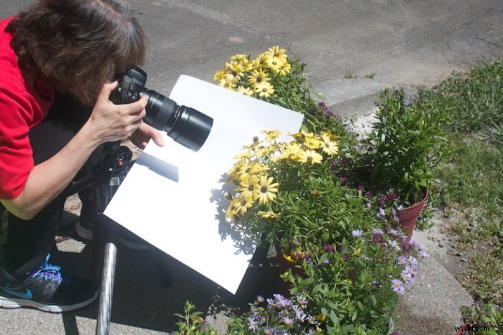 Master Flower Photography: Using Reflectors & Diffusers for Stunning Lighting