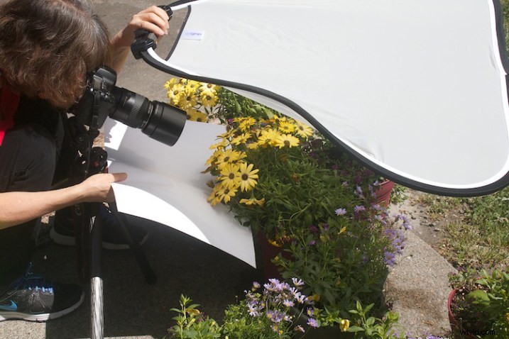 Master Flower Photography: Using Reflectors & Diffusers for Stunning Lighting