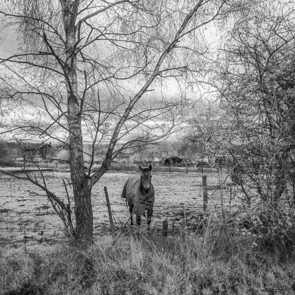 Ultimate DIY Guide: Convert Your Old Camera to Infrared for Stunning Black & White Landscapes