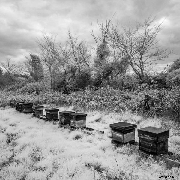 Ultimate DIY Guide: Convert Your Old Camera to Infrared for Stunning Black & White Landscapes