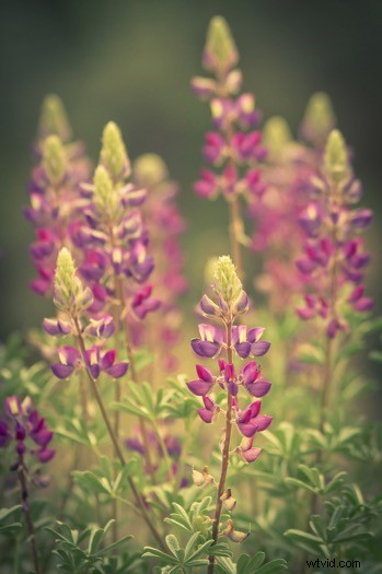 Ultimate Guide to Landscape Photography: Expert Tips & Techniques from dPS