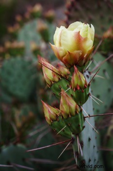 Ultimate Guide to Landscape Photography: Expert Tips & Techniques from dPS