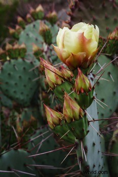 Ultimate Guide to Landscape Photography: Expert Tips & Techniques from dPS