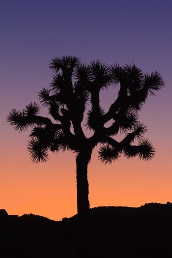 Ultimate Guide to Landscape Photography: Expert Tips & Techniques from dPS