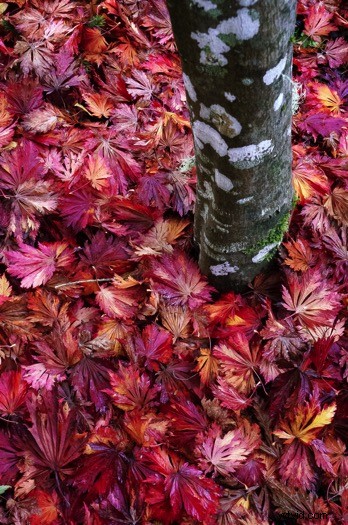 Ultimate Guide to Landscape Photography: Expert Tips & Techniques from dPS