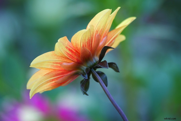 Ultimate Guide to Landscape Photography: Expert Tips & Techniques from dPS