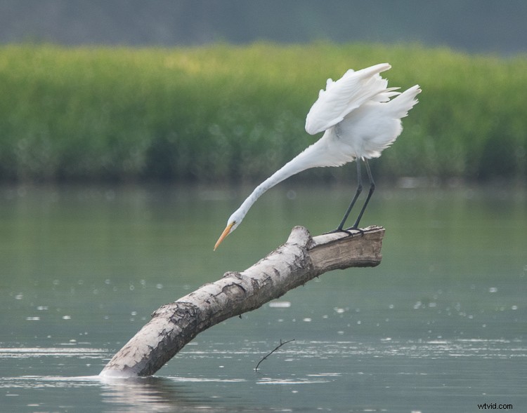 Mastering Exposure for High-Contrast Wildlife Photography: Pro Tips