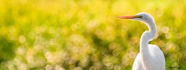 Mastering Exposure for High-Contrast Wildlife Photography: Pro Tips