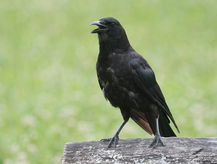 Mastering Exposure for High-Contrast Wildlife Photography: Pro Tips