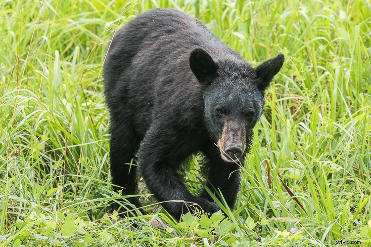 Mastering Exposure for High-Contrast Wildlife Photography: Pro Tips