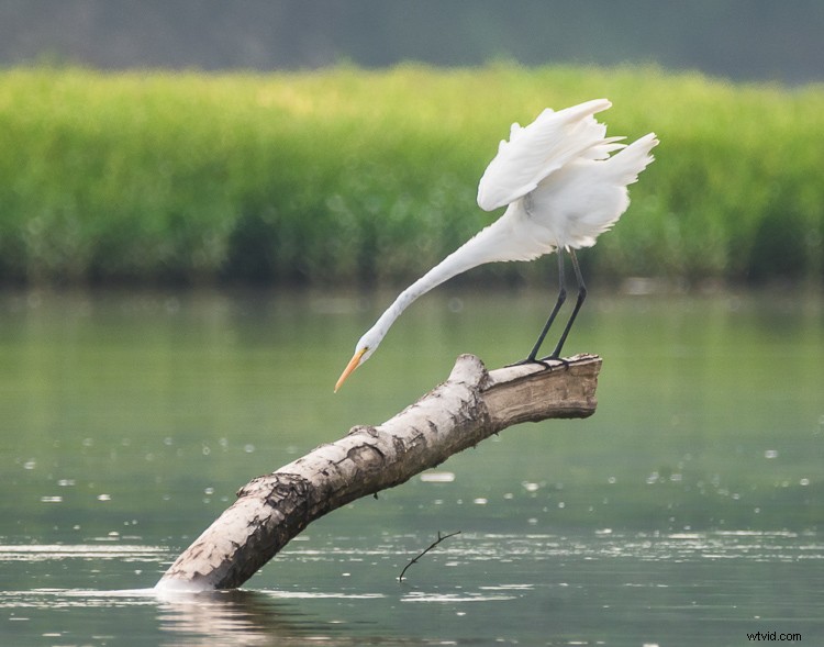 Mastering Exposure for High-Contrast Wildlife Photography: Pro Tips