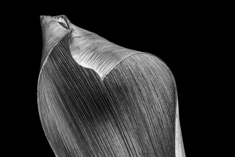 Master Stunning Portraits: Achieve Crisp Black Backgrounds with Pro Tips