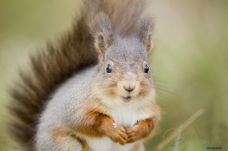 5 Essential Lessons Every Beginner Wildlife Photographer Should Know