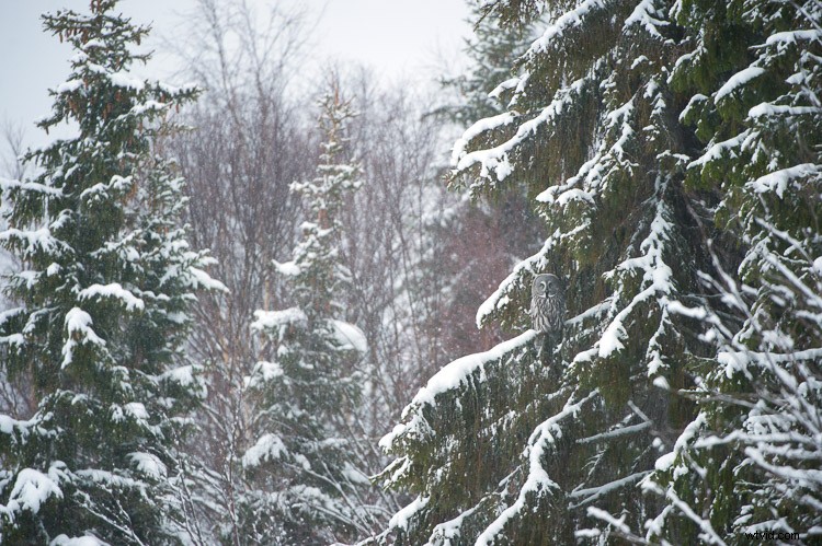 5 Essential Lessons Every Beginner Wildlife Photographer Should Know