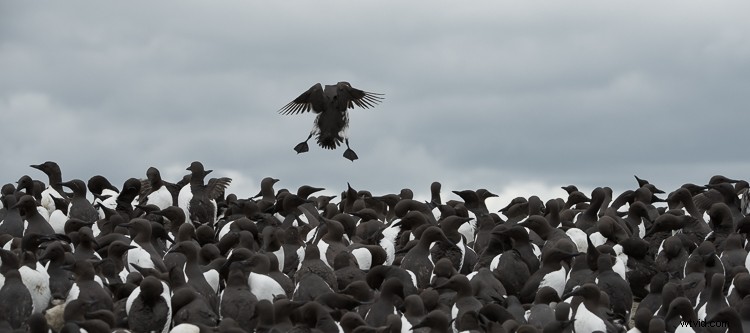 5 Essential Lessons Every Beginner Wildlife Photographer Should Know