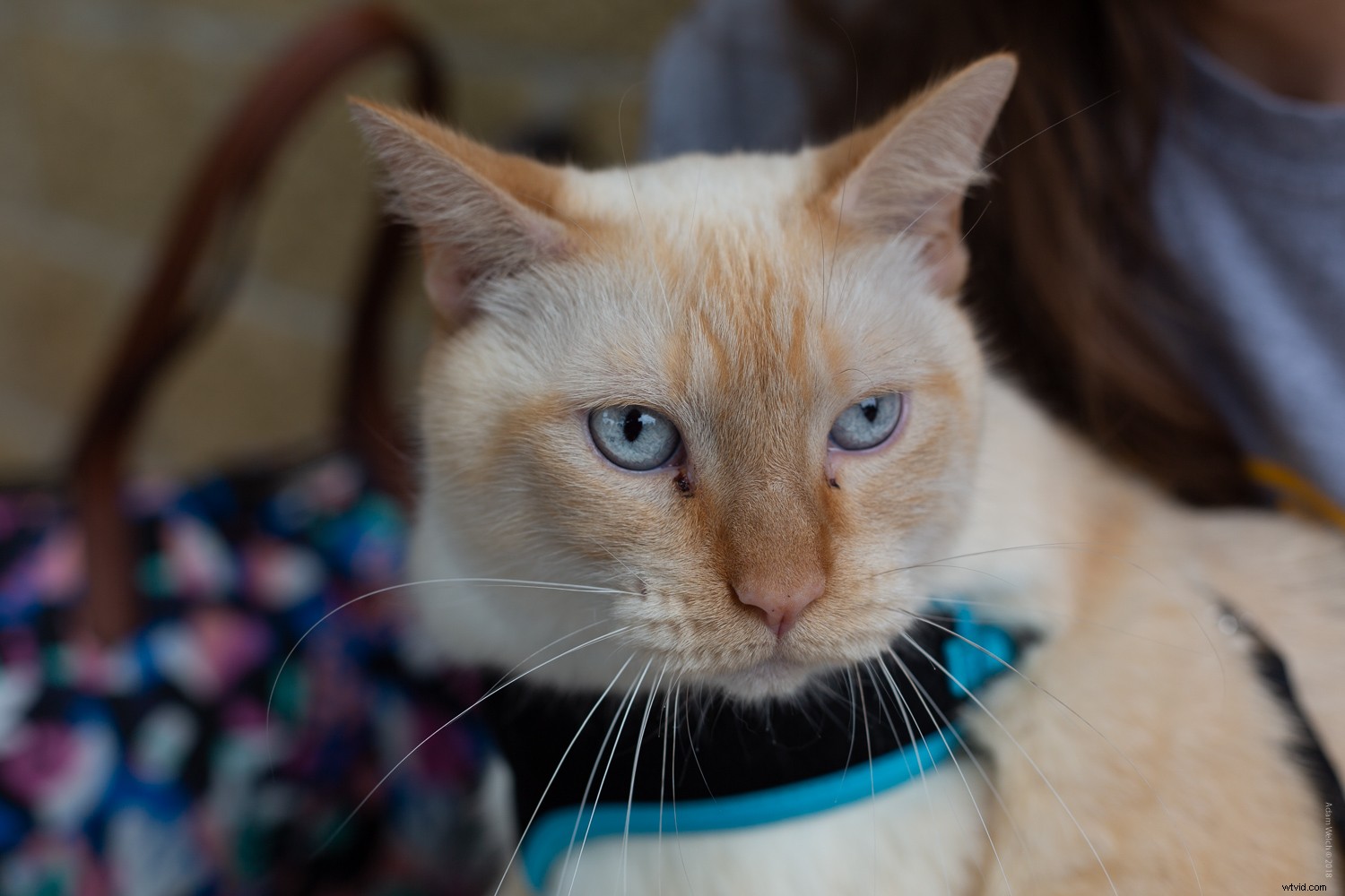 Smartphone vs. DSLR: Can You Spot the Photo Differences?