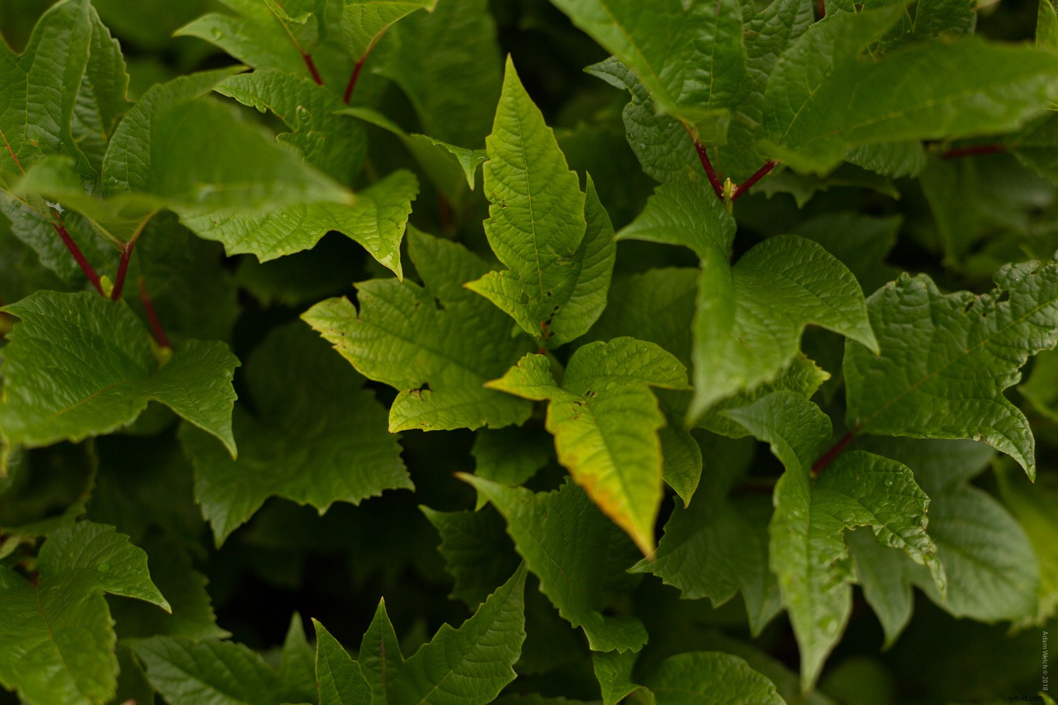 Smartphone vs. DSLR: Can You Spot the Photo Differences?