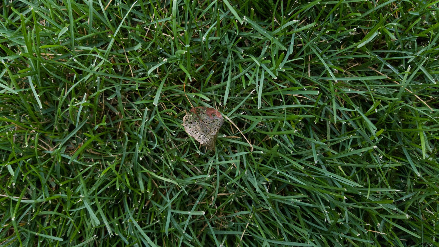 Smartphone vs. DSLR: Can You Spot the Photo Differences?