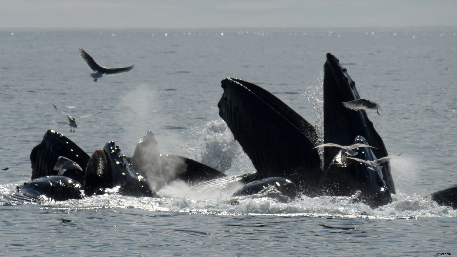 Top Advantages of Micro Four Thirds Cameras for Wildlife Photography