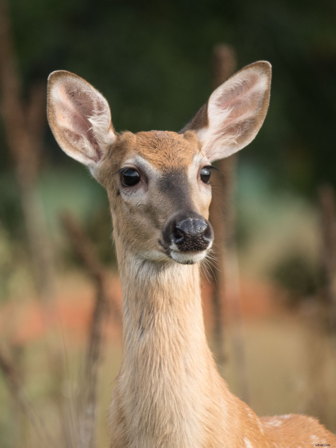 Top Advantages of Micro Four Thirds Cameras for Wildlife Photography