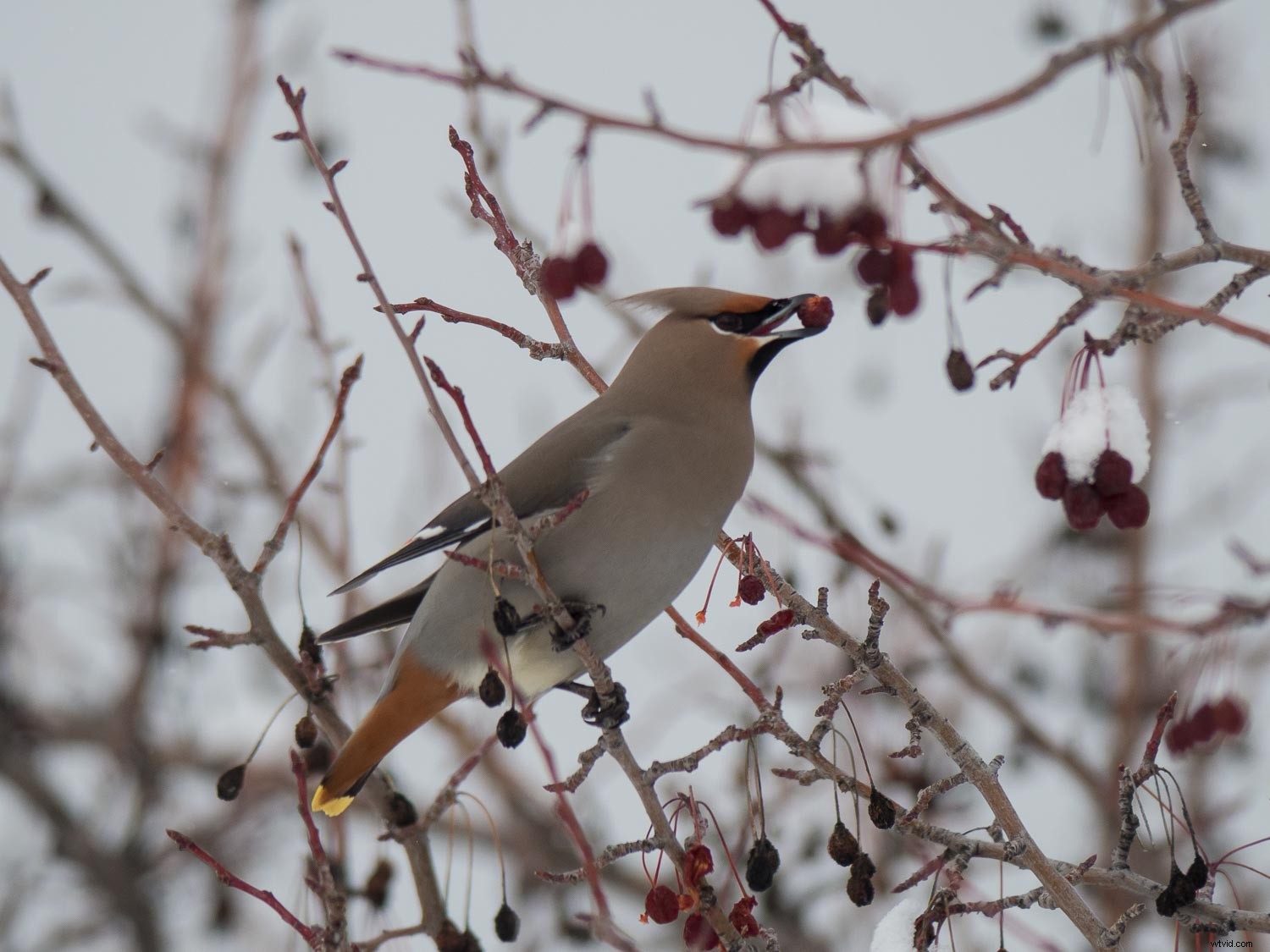 Top Advantages of Micro Four Thirds Cameras for Wildlife Photography