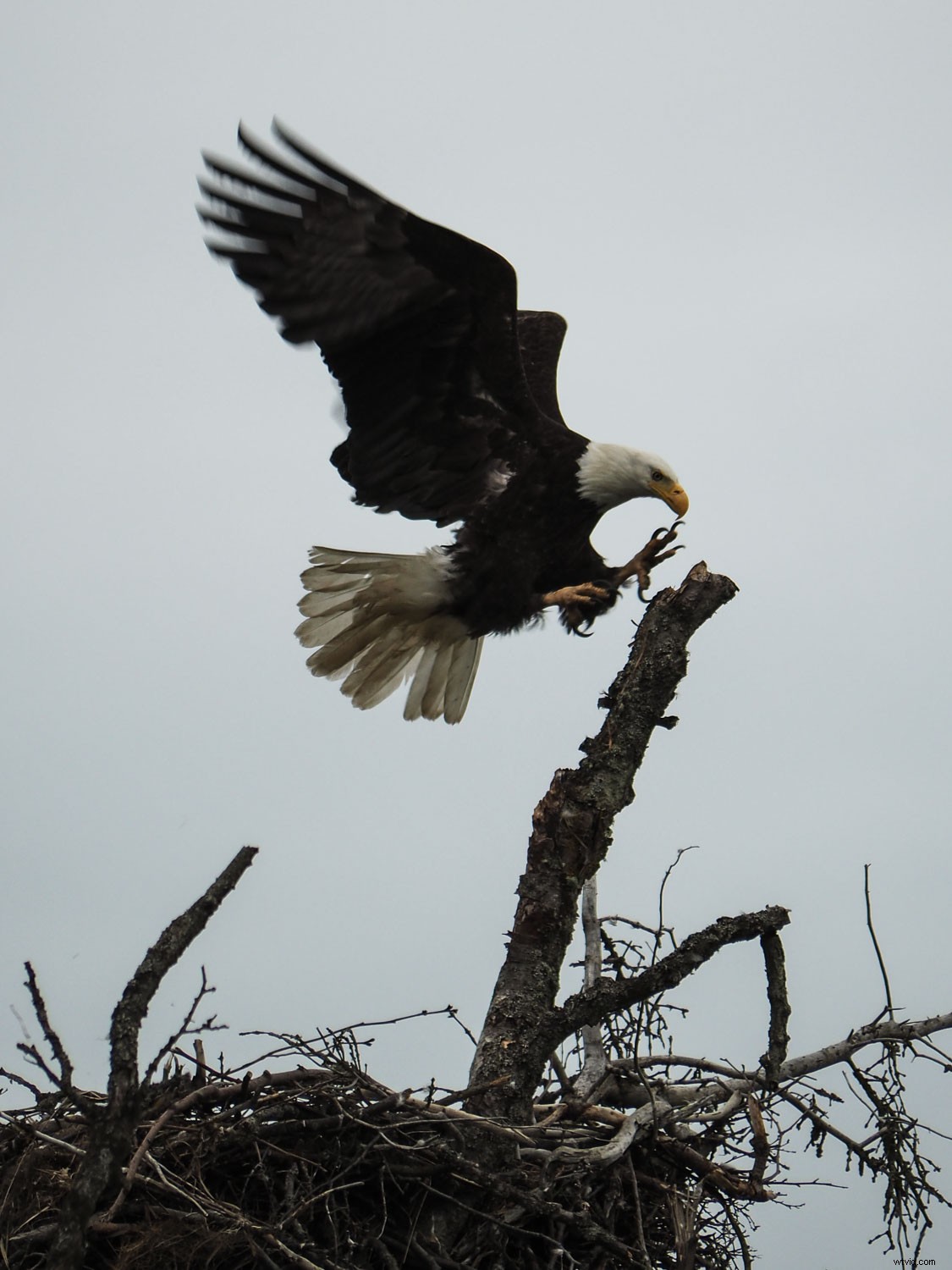 Top Advantages of Micro Four Thirds Cameras for Wildlife Photography