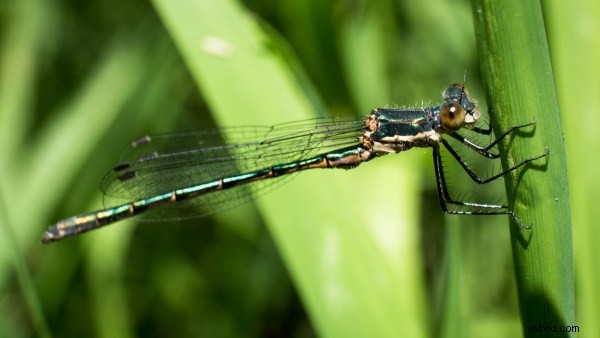 Top Advantages of Micro Four Thirds Cameras for Wildlife Photography