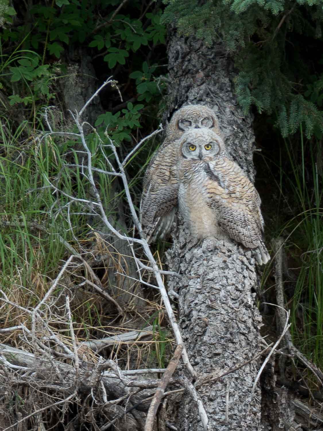 Top Advantages of Micro Four Thirds Cameras for Wildlife Photography