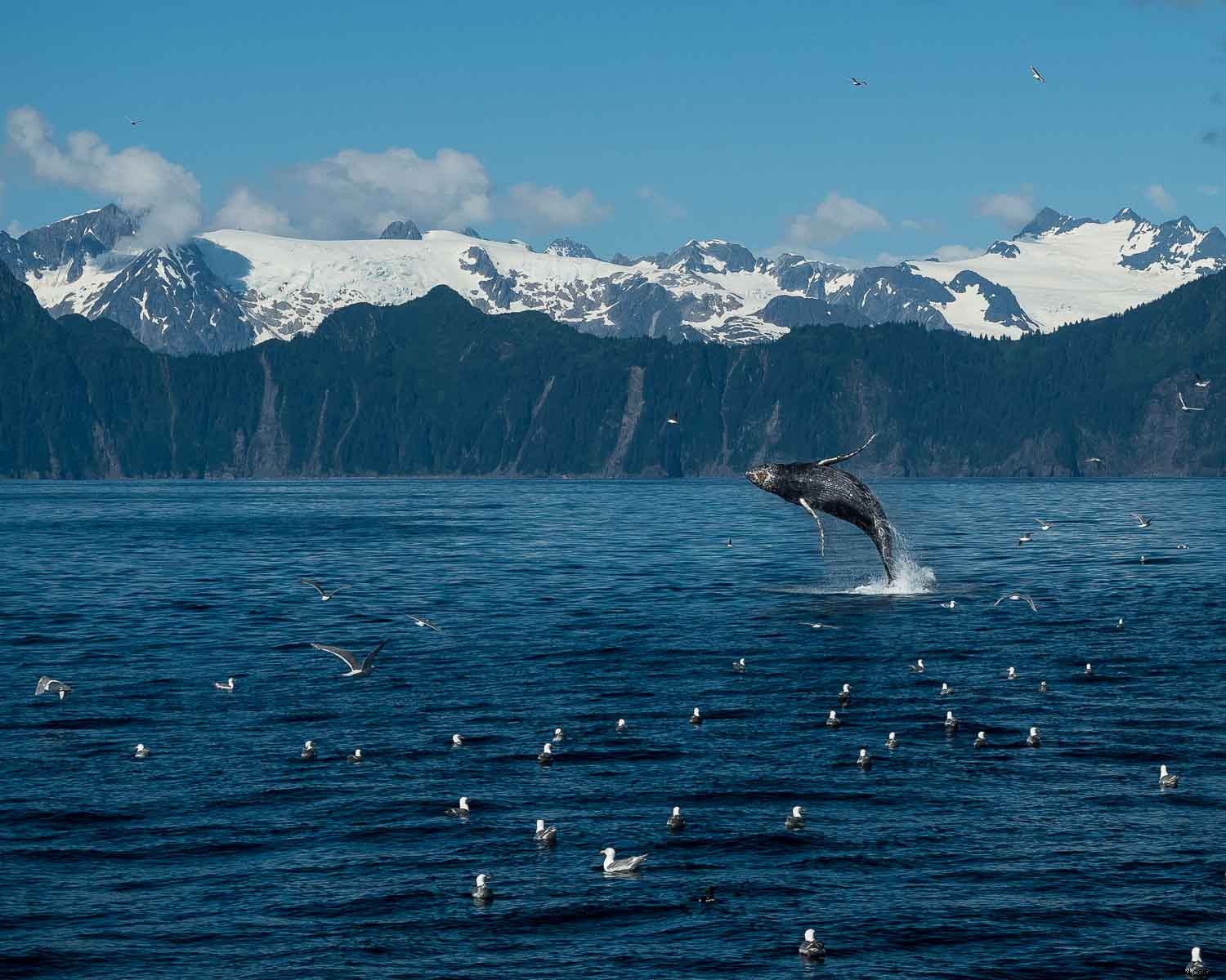 Top Advantages of Micro Four Thirds Cameras for Wildlife Photography