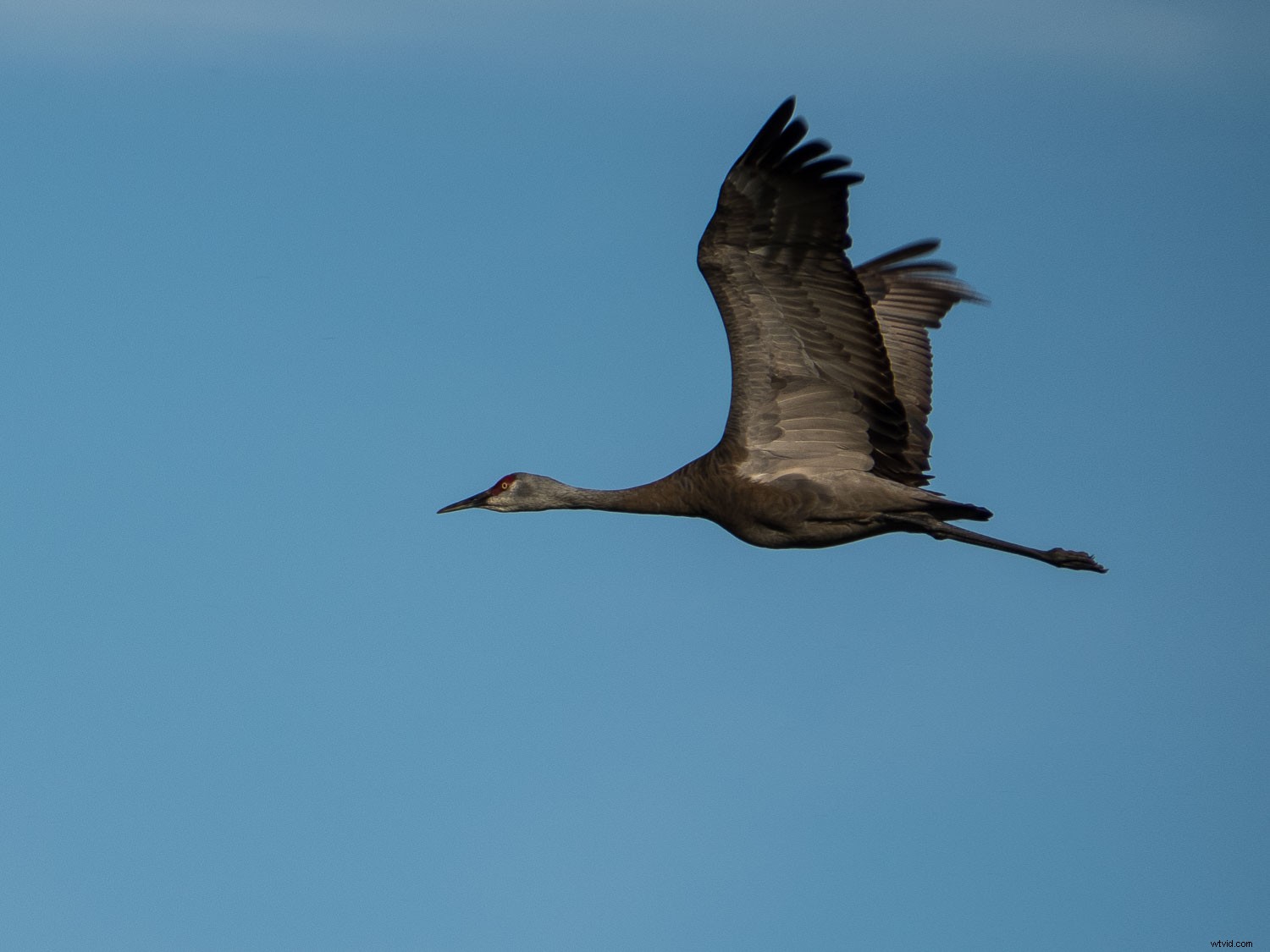 Top Advantages of Micro Four Thirds Cameras for Wildlife Photography