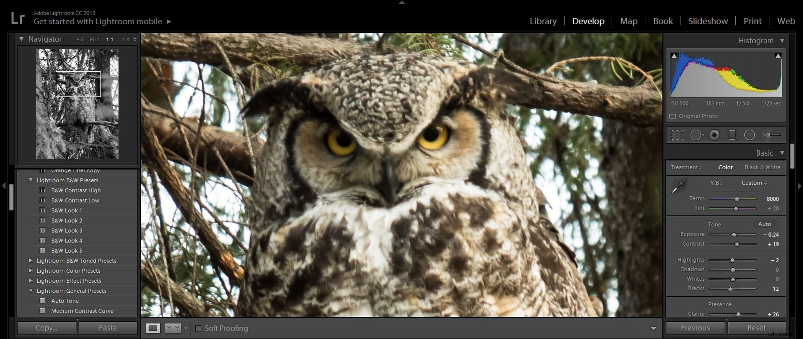 Top Advantages of Micro Four Thirds Cameras for Wildlife Photography