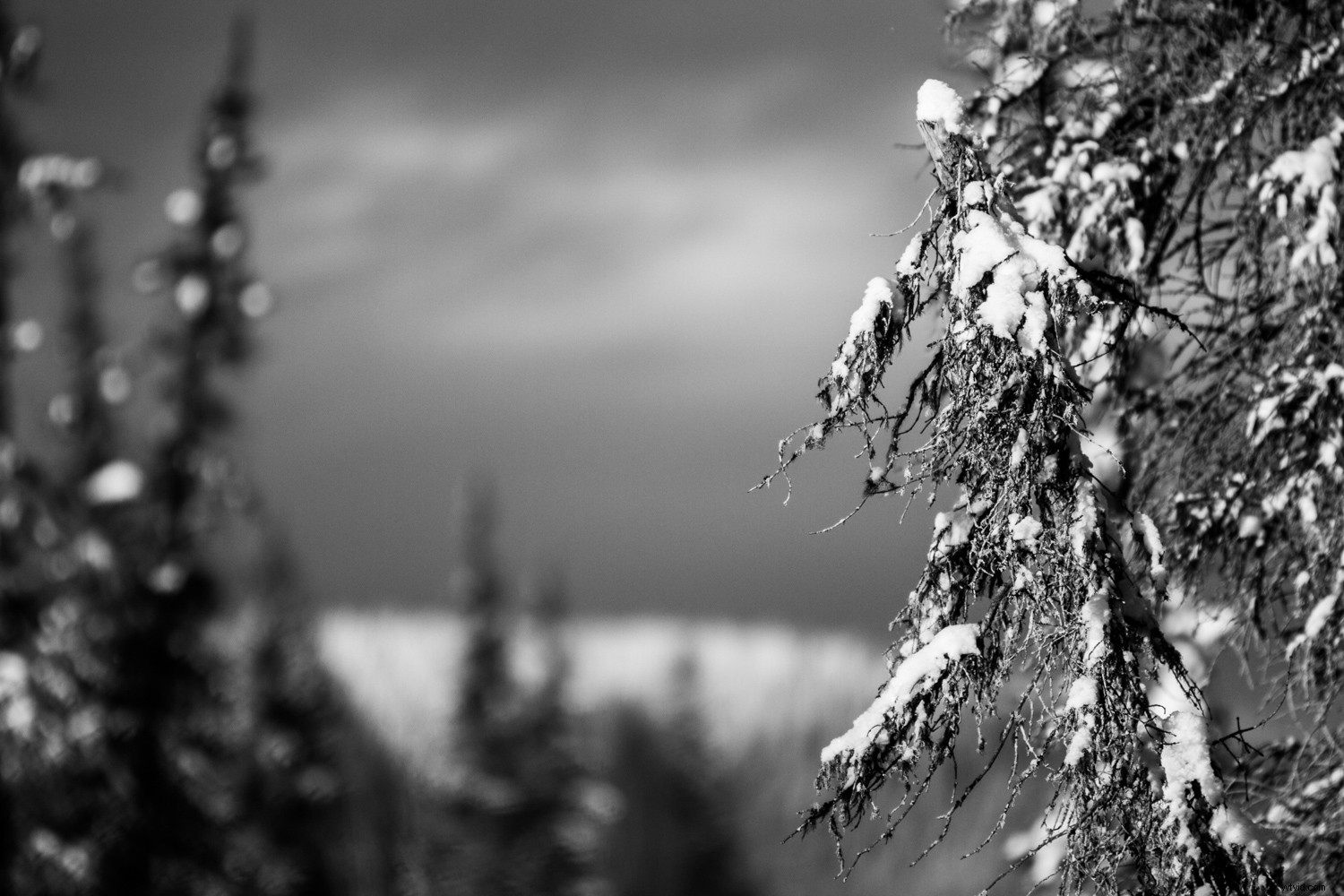 Mastering Monochrome: How to See and Shoot Black & White in Nature