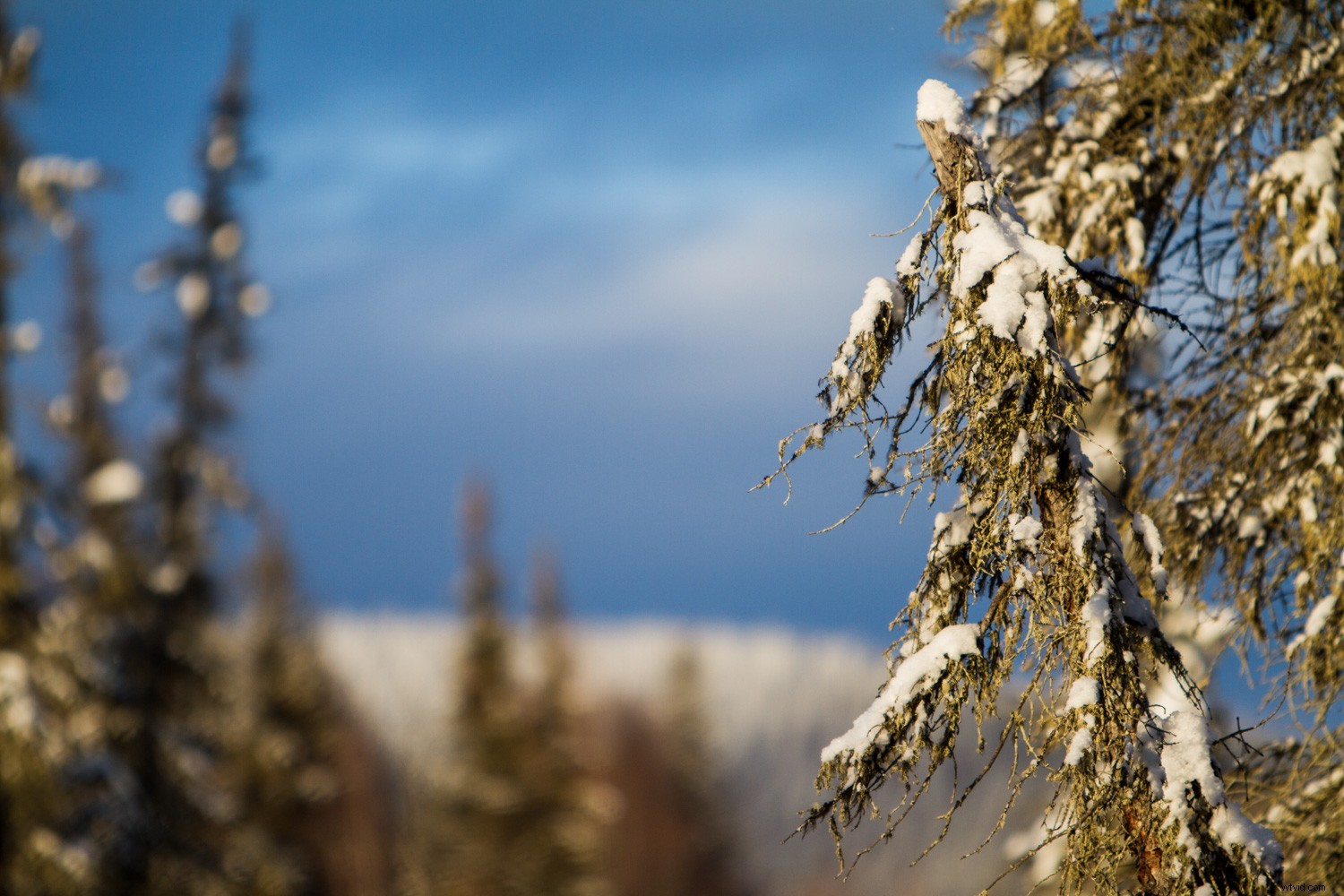 Mastering Monochrome: How to See and Shoot Black & White in Nature