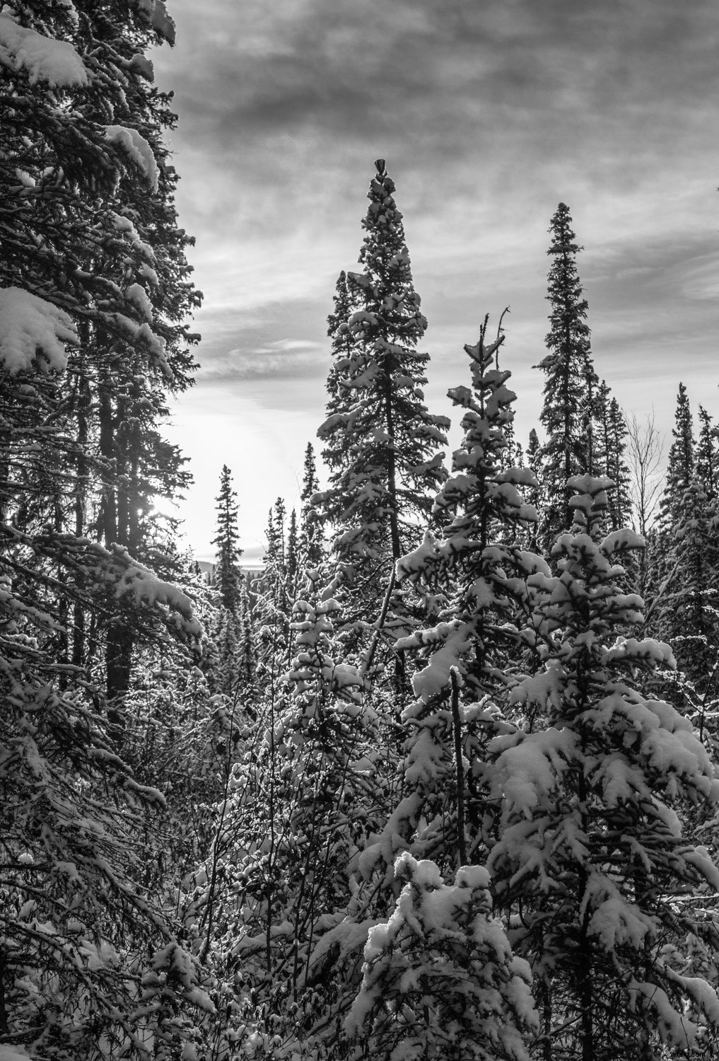 Mastering Monochrome: How to See and Shoot Black & White in Nature