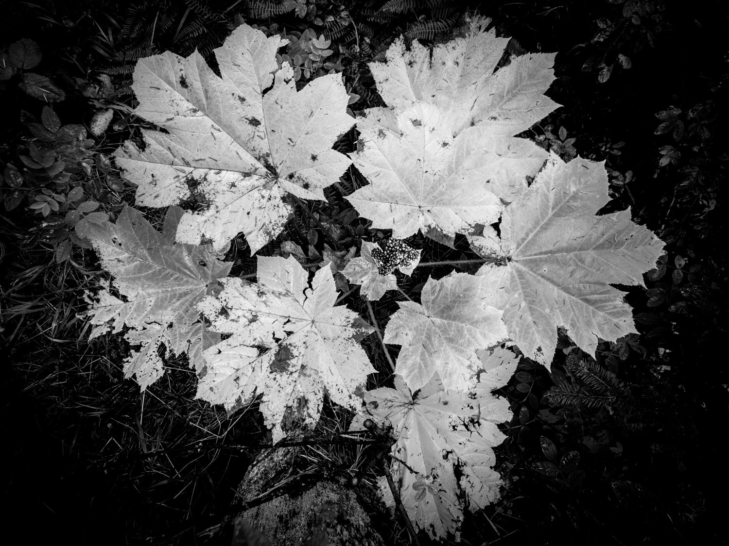 Mastering Monochrome: How to See and Shoot Black & White in Nature