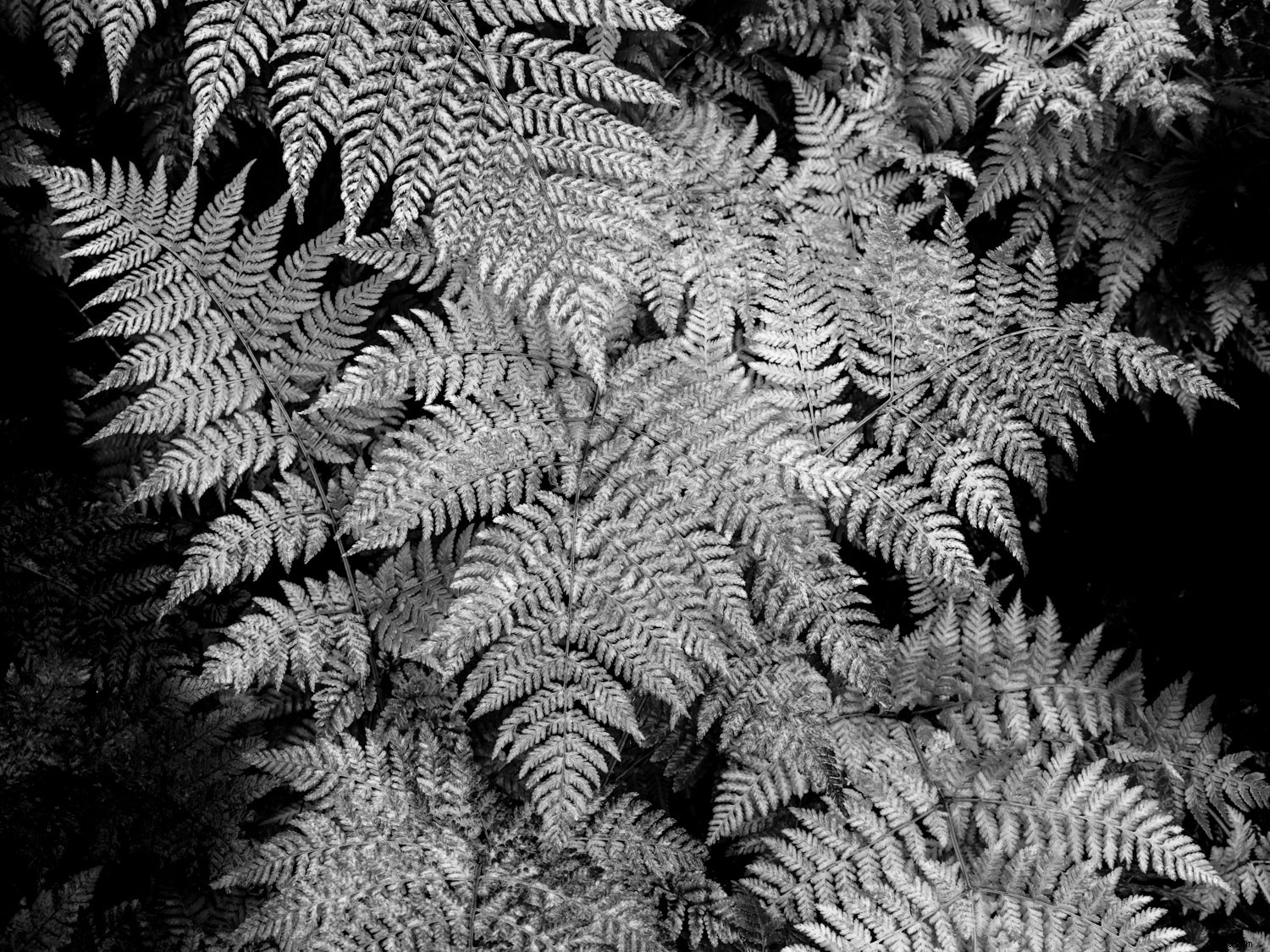 Mastering Monochrome: How to See and Shoot Black & White in Nature