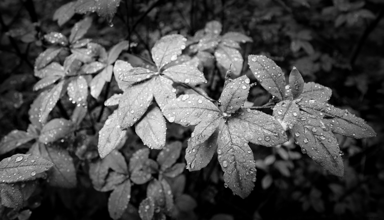 Mastering Monochrome: How to See and Shoot Black & White in Nature