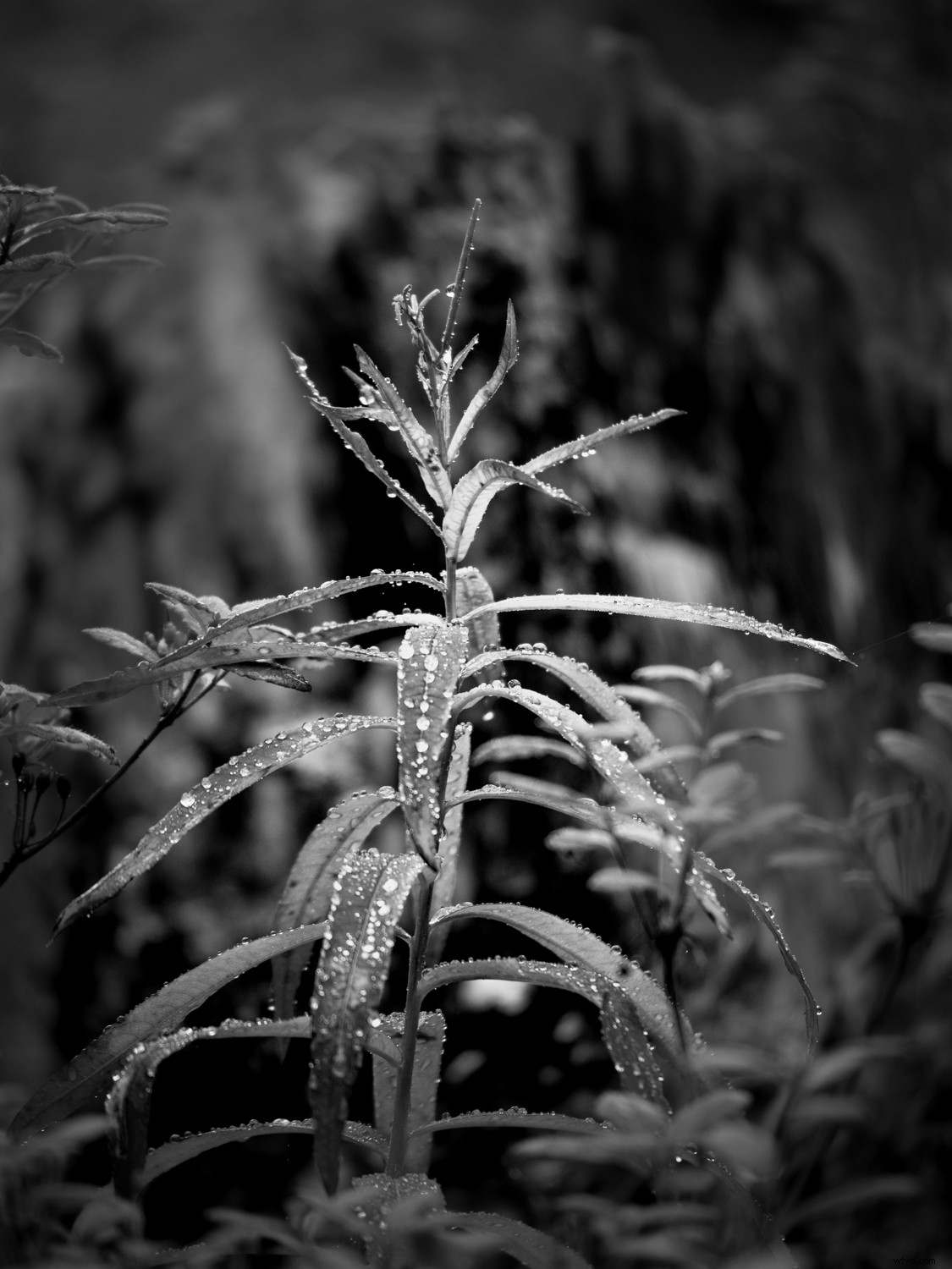 Mastering Monochrome: How to See and Shoot Black & White in Nature