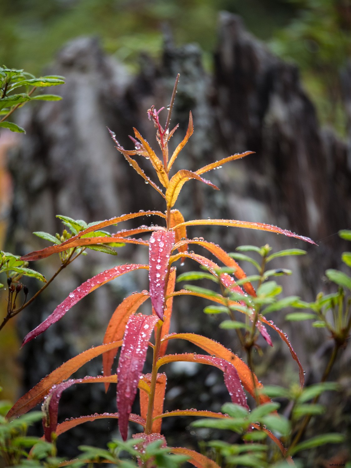 Mastering Monochrome: How to See and Shoot Black & White in Nature