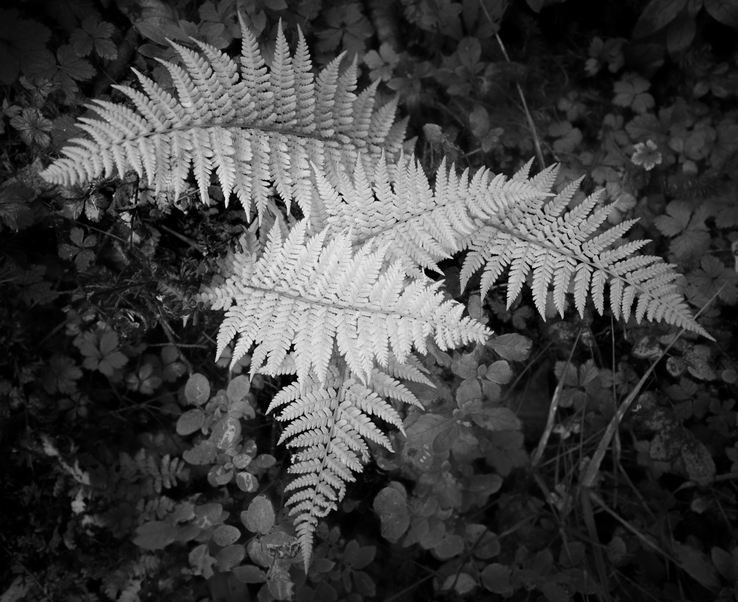 Mastering Monochrome: How to See and Shoot Black & White in Nature