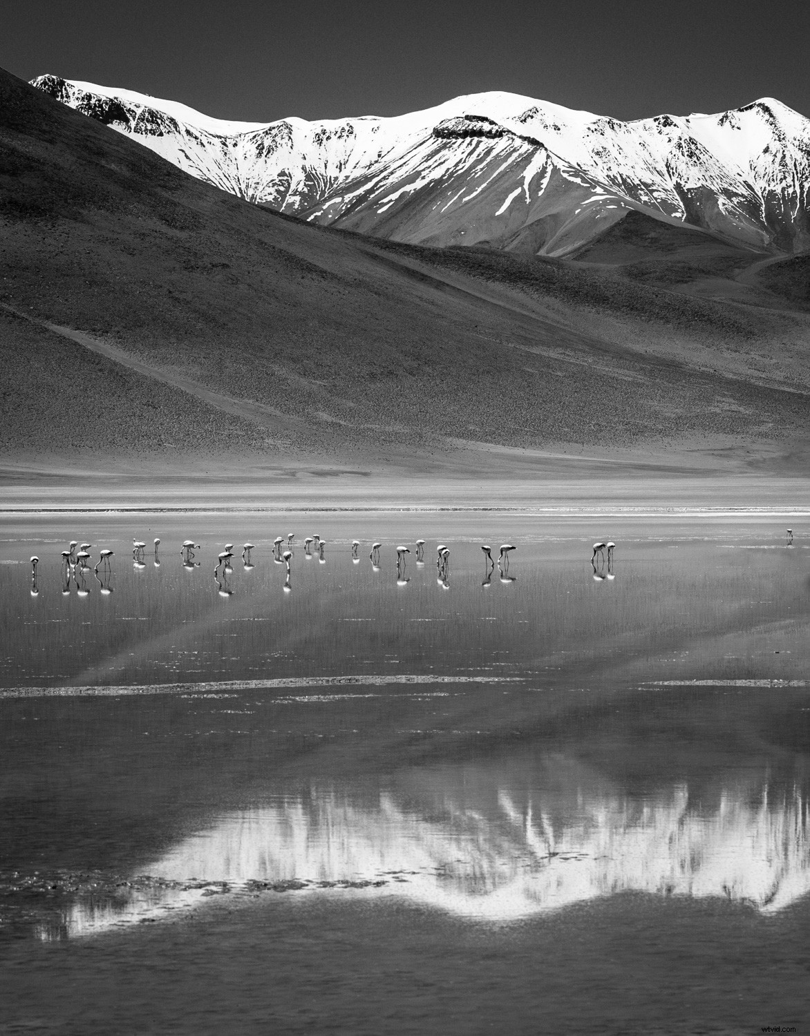 Mastering Monochrome: How to See and Shoot Black & White in Nature