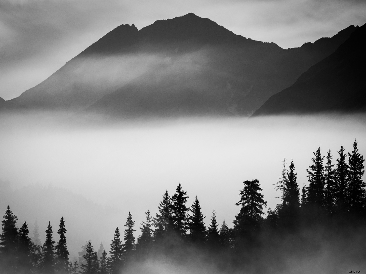 Mastering Monochrome: How to See and Shoot Black & White in Nature